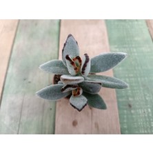 Plantis Botanik Kalanchoe Tomentosa 5,5 cm Saksılı Panda Sukulent