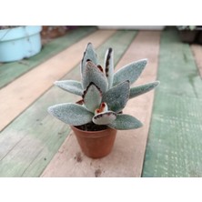 Plantis Botanik Kalanchoe Tomentosa 5,5 cm Saksılı Panda Sukulent