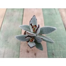 Plantis Botanik Kalanchoe Tomentosa 5,5 cm Saksılı Panda Sukulent