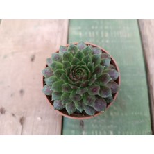 Plantis Botanik Sempervivum Red Rubin 5,5 cm Saksılı Sukulent