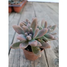 Plantis Botanik Graptopetalum Francesco Baldi 5,5 cm Saksılı Sukulent