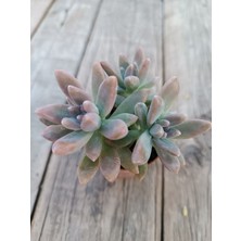 Plantis Botanik Graptopetalum Francesco Baldi 5,5 cm Saksılı Sukulent