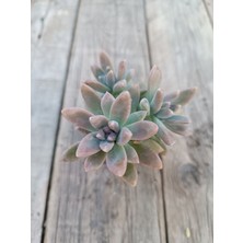 Plantis Botanik Graptopetalum Francesco Baldi 5,5 cm Saksılı Sukulent