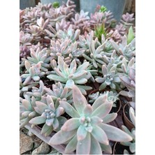 Plantis Botanik Graptopetalum Francesco Baldi 5,5 cm Saksılı Sukulent