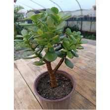 Plantis Botanik Crassula Ovata Minima 13 cm Saksılı Mini Para Ağacı Sukulent