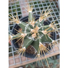 Plantis Botanik Astrophytum Ornatum 14 cm Saksılı Kaktüs