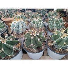 Plantis Botanik Astrophytum Ornatum 14 cm Saksılı Kaktüs