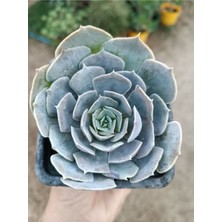 Plantis Botanik Echeveria Lilacina 9 cm Saksılı Sukulent