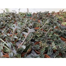 Plantis Botanik Tradescantia Navicularis Mini Telgraf Sukulent 5,5 cm Saksılı