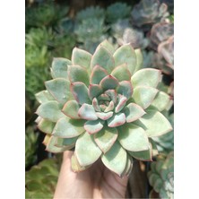 Plantis Botanik Echeveria Apus 9 cm Saksılı Sukulent