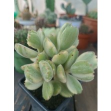 Plantis Botanik Cotyledon Tomentosa Variegata Alacalı Yapraklı Ayı Pençesi 9 cm Saksılı Sukulent