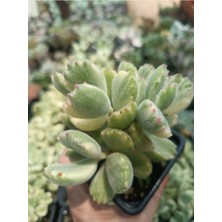 Plantis Botanik Cotyledon Tomentosa Variegata Alacalı Yapraklı Ayı Pençesi 9 cm Saksılı Sukulent