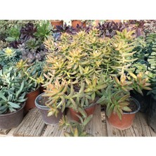 Plantis Botanik Sedum Nussbaumerianum 12 cm Saksılı Sukulent