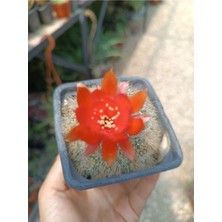 Plantis Botanik Rebutia Vulpina 9 cm Saksılı Kaktüs