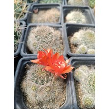 Plantis Botanik Rebutia Vulpina 9 cm Saksılı Kaktüs