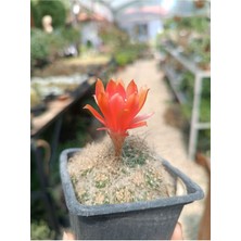 Plantis Botanik Rebutia Vulpina 9 cm Saksılı Kaktüs