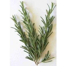 Bahçevilya Biberiye Fidanı (Rosmarinus Officinalis) - 2 Yaşında Tüplü Bahçeniz İçin Hoş Kokulu