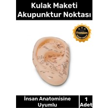 Carlburn Özel Üretim Kaliteli Insan Anatomisine Uyumlu Muayene Maket 20CM Kulak Maketi Akupunktur Noktası