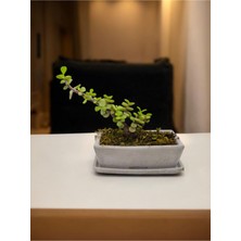 Doğa Çiçekçilik Tabaklı Taş Saksılı Afra Bonsai Yeşim Ağacı