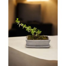 Doğa Çiçekçilik Tabaklı Taş Saksılı Afra Bonsai Yeşim Ağacı