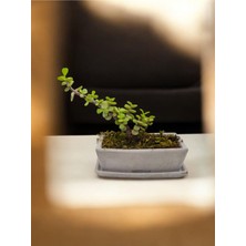 Doğa Çiçekçilik Tabaklı Taş Saksılı Afra Bonsai Yeşim Ağacı