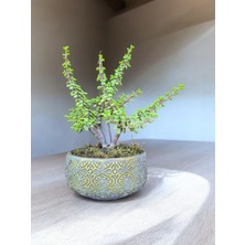 Doğa Çiçekçilik Beton Saksılı Afra Bonsai Yeşim Ağacı