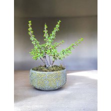 Doğa Çiçekçilik Beton Saksılı Afra Bonsai Yeşim Ağacı