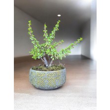 Doğa Çiçekçilik Beton Saksılı Afra Bonsai Yeşim Ağacı