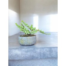 Doğa Çiçekçilik Beton Saksıda Afra Bonsai Yeşim Ağacı