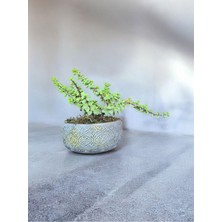 Doğa Çiçekçilik Beton Saksıda Afra Bonsai Yeşim Ağacı