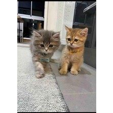 Venüs Takı ve Aksesuar Papyon Şeklinde Zilli Isimli Kedi Küçük Irk Köpek Tasması