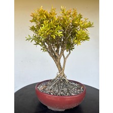 Yalova Bonsai Art Buxus Harlandii Bonsai Ağacı