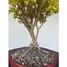 Yalova Bonsai Art Buxus Harlandii Bonsai Ağacı