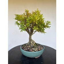 Yalova Bonsai Art Buxus Harlandii Bonsai Ağacı