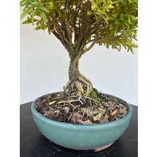 Yalova Bonsai Art Buxus Harlandii Bonsai Ağacı