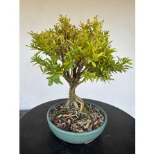 Yalova Bonsai Art Buxus Harlandii Bonsai Ağacı