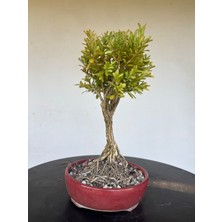 Yalova Bonsai Art Buxus Harlandii Bonsai Ağacı