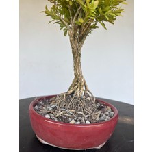 Yalova Bonsai Art Buxus Harlandii Bonsai Ağacı