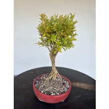 Yalova Bonsai Art Buxus Harlandii Bonsai Ağacı