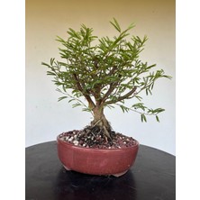 Yalova Bonsai Art Calliandra Bonsai Ağacı