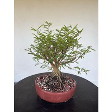 Yalova Bonsai Art Calliandra Bonsai Ağacı