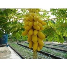 Papaya Ağacı Tohumu Ithal Tropikal Papaya Tohumu 3 Adet Tohum + Saksı Toprak