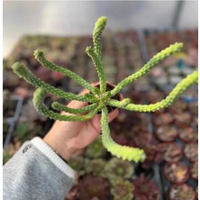 Sukuland Euphorbia Inermis Dikensiz Ahtapot Kaktüs Özel Tür 5,5 cm Saksıda