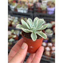 Sukuland Echeveria Lemon Rose Variegata Koleksiyonluk Özel Tür Sukulent