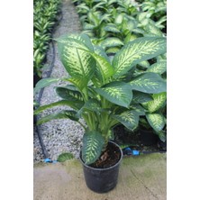 İklim Flowers Dieffenbachia Tropik Snow - Difenbahya Canlı Salon Bitkisi 90 -120 cm Dolgun Form