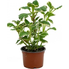 Serada Decor Plant Yoğun Kokulu Benjamin Çiçeği Fidanı 1 Adet Saksılı 10-20 cm