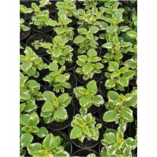 Serada Decor Plant Aromatik Kokulu Benjamin Çiçeği 1 Adet Saksılı (Plectranthus Forsteri) 10-20 cm