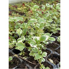 Serada Decor Plant Alacalı Aromatik Kokulu (Plectranthus Forsteri) Çiçeği 10-20 cm