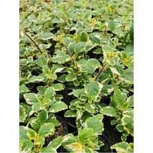 Serada Decor Plant Yoğun Aromatik Kokulu Benjamin (Plectranthus Forsteri) Çiçeği 10-20 cm
