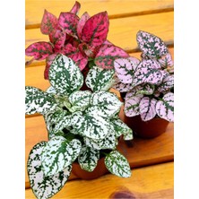 Serada Decor Plant Mini Boy 3 Renk Hostes Çiçeği Pembe Kırmızı Beyaz(Hypoestes) 10-15 cm